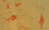 Mycena cinerella image