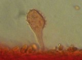 Mycena cinerella image