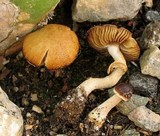 Pholiotina utricystidiata image
