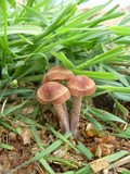 Panaeolus subbalteatus image