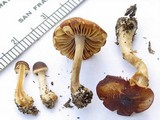 Pholiotina utricystidiata image