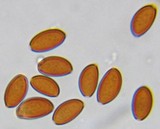 Pholiotina utricystidiata image