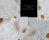 Pholiotina utricystidiata image