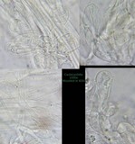 Pholiotina utricystidiata image