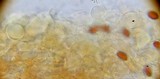 Pholiotina utricystidiata image
