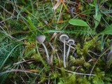 Mycena aetites image