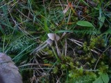 Mycena aetites image