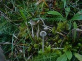 Mycena aetites image