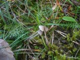 Mycena aetites image