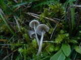 Mycena aetites image