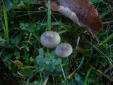 Mycena aetites image
