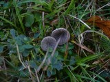 Mycena aetites image