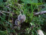 Mycena aetites image
