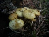 Pholiota alnicola image