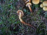 Pholiota alnicola image