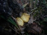 Pholiota alnicola image