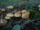 Pholiota alnicola image