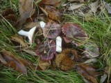 Russula atropurpurea image