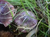 Russula atropurpurea image