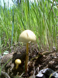 Protostropharia semiglobata image