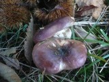 Russula atropurpurea image