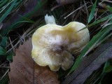Tricholoma sejunctum image