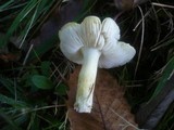 Tricholoma sejunctum image