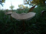 Xerula pudens image