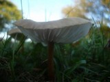 Xerula pudens image