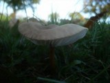 Xerula pudens image