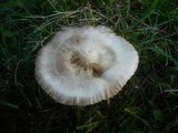 Xerula pudens image