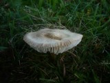 Xerula pudens image