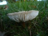 Xerula pudens image