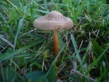 Xerula pudens image