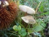 Xerula pudens image