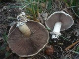 Agaricus bitorquis image