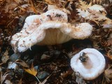 Lactarius pubescens var. betulae image
