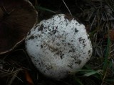 Agaricus bitorquis image