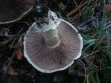 Agaricus bitorquis image