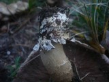 Agaricus bitorquis image