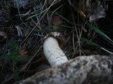 Agaricus bitorquis image