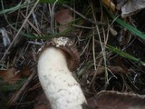 Agaricus bitorquis image