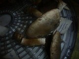 Agaricus bitorquis image