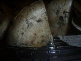 Agaricus bitorquis image