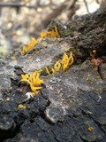 Calocera cornea image