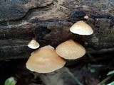 Crepidotus mollis image