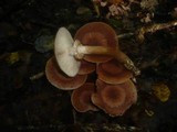 Armillaria solidipes image