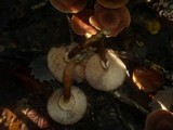 Armillaria solidipes image