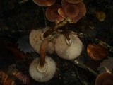 Armillaria solidipes image