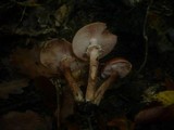 Armillaria solidipes image